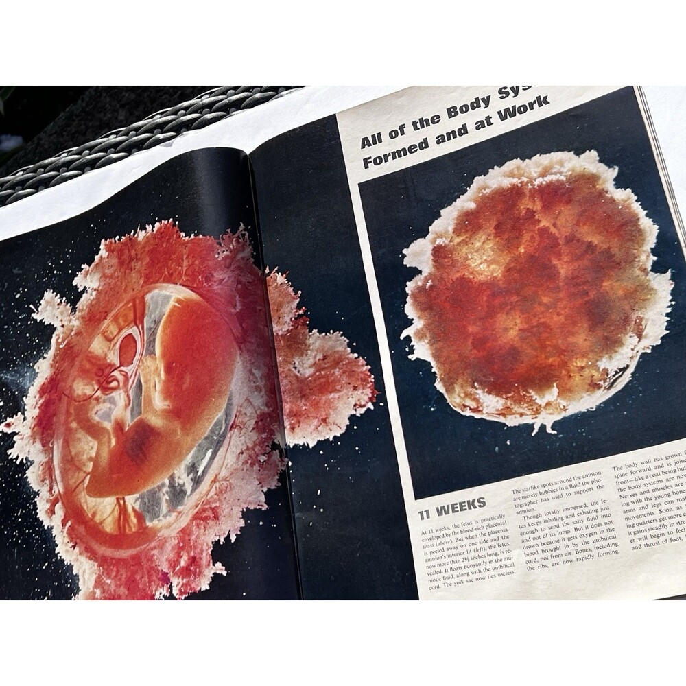 LIFE Magazine April 30, 1965 Drama Of Life Before Birth Issue - Picture 5 of 10